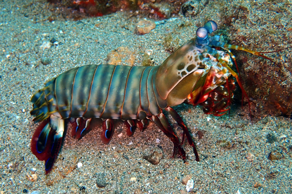 Mantis-Shrimp