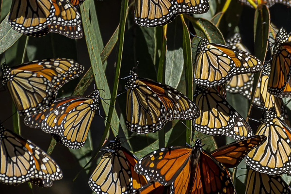 Monarch Butterflies