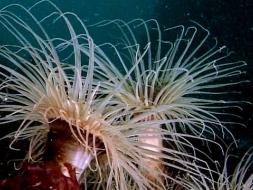 Image of an Anemone