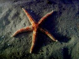 Image of Starfish