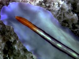 Image of a Flatworm