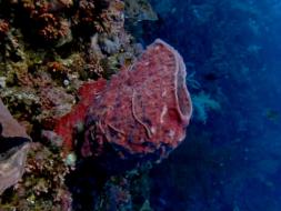 Image of Purple Sponge