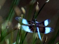 Image of Dragonfly